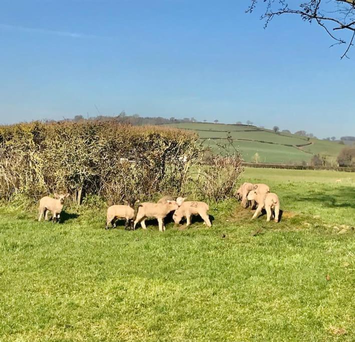 Rural Devon Retreat In Stunning Exe Valley. Эксетер Экстерьер фото